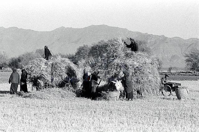 haystack